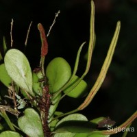 Pyrrosia heterophylla  (L.) M.G.Price